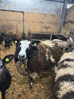 Tamme Bonte ooi, Dieren en Toebehoren, Vrouwelijk, Schaap