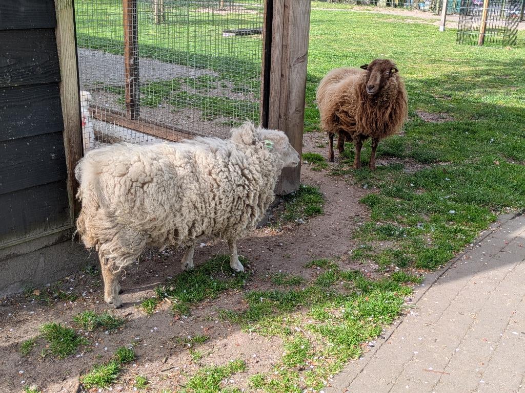 2 ouessant ooitjes, Dieren en Toebehoren, Schapen, Geiten en Varkens, Vrouwelijk, Schaap