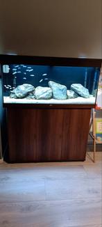 Compleet Malawi aquarium Rio180 met  cichliden, Dieren en Toebehoren, Vissen | Aquaria en Toebehoren, Ophalen, Gevuld zoetwateraquarium
