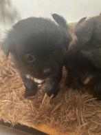 Jackrussel pups, Jack Russell Terriër, Meerdere, Meerdere dieren, Nederland