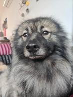 Keeshond wolfsgrijs, Dieren en Toebehoren, Honden | Poolhonden, Keeshonden en Oertypen, Keeshond, Reu, Parvo, Eén hond