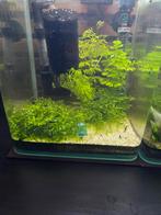 Blue dream garnalen, vuurgarnalen en yellow garnalen, Kreeft, Krab of Garnaal, Zoetwatervis, Schoolvis