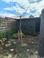 Moerbei kruisdak, Tuin en Terras, Planten | Bomen, Ophalen, Volle zon, Overige soorten, 100 tot 250 cm