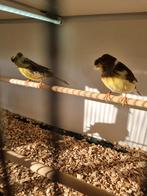 Verkoop en inkoop van veel verschillende soorten vogels, Meerdere dieren, Kleurkanarie