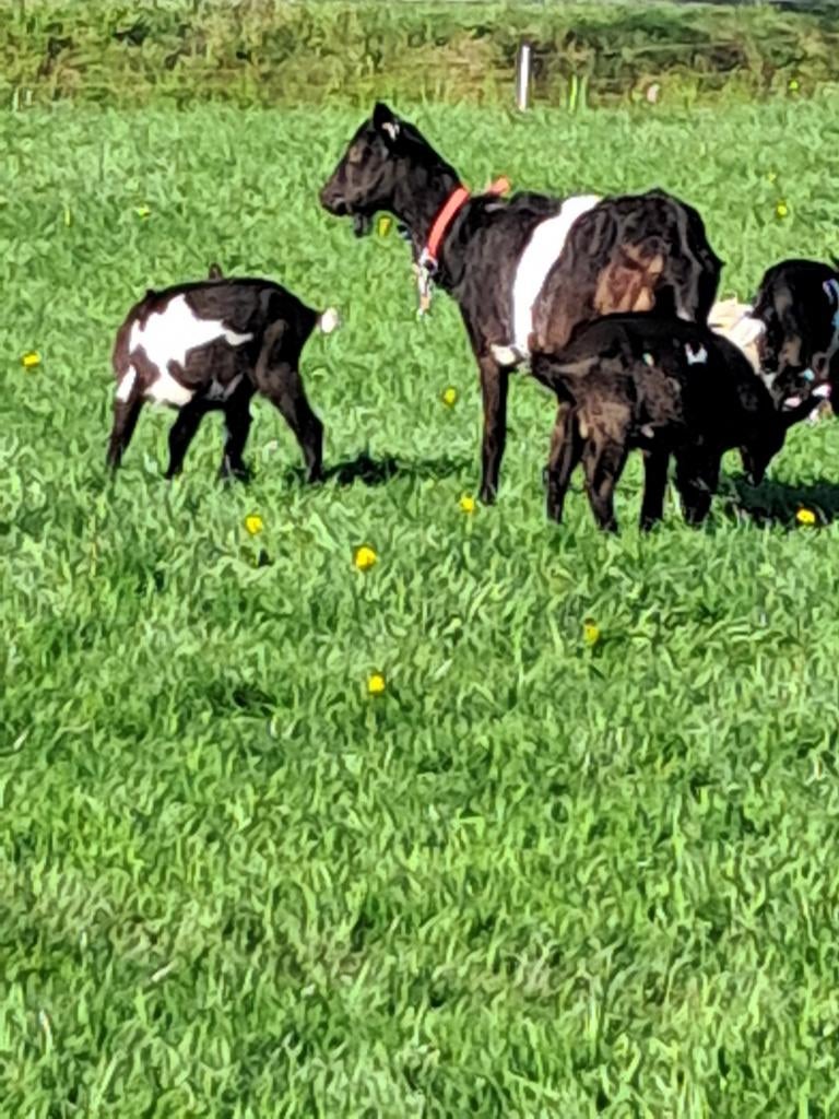 2 bonte bokjes, Mannelijk, Geit, 0 tot 2 jaar