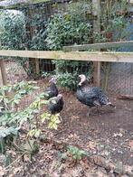 Trio bronskleur kalkoen, Dieren en Toebehoren, Meerdere dieren, Kalkoen