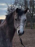 Uniek arabisch volbloed hengstje, Dieren en Toebehoren, Hengst, Minder dan 160 cm, Recreatiepaard, 3 tot 6 jaar