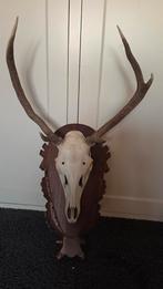Hertenkop met gewei op houten schild, Ophalen of Verzenden