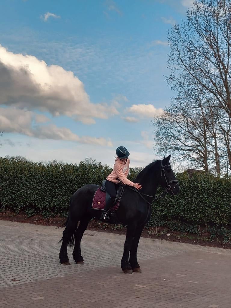 Lieve Friese merrie!, Ophalen, Dressuur