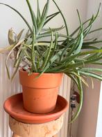 Grote Aloe Vera plant, Ophalen, Halfschaduw, Minder dan 100 cm, Groene kamerplant