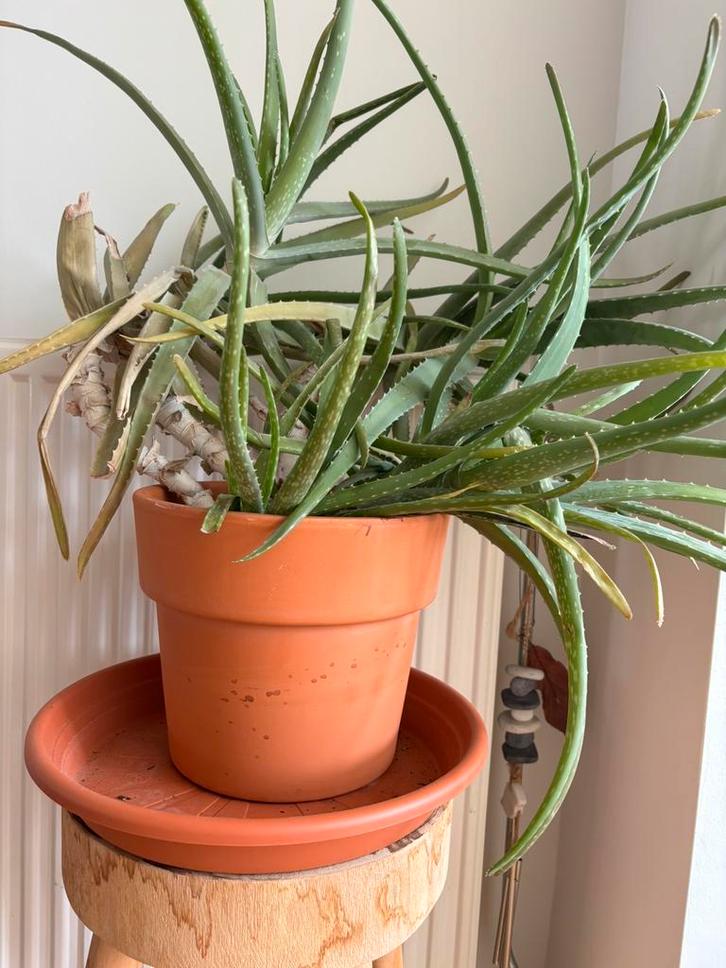 Grote Aloe Vera plant, Huis en Inrichting, Kamerplanten, Cactus, Minder dan 100 cm, Groene kamerplant, Halfschaduw, In pot, Ophalen