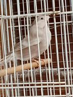 Goudvinken, Dieren en Toebehoren, Vogels | Overige Vogels, Meerdere dieren, Wildzangvogel, Geringd