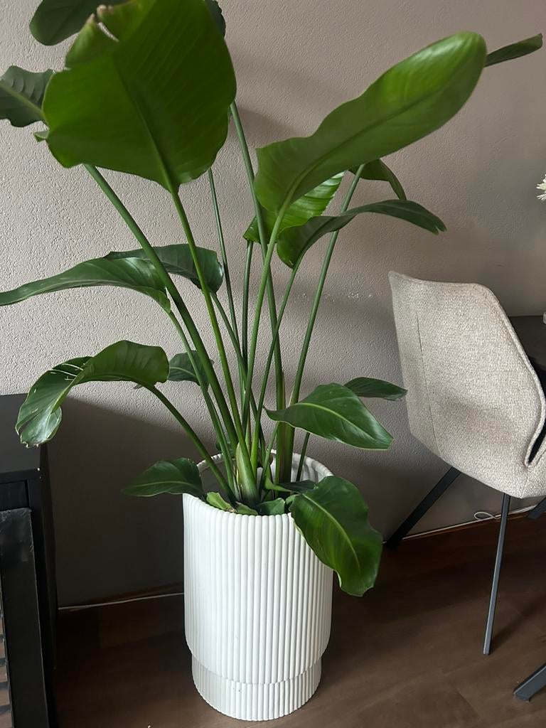 Pot leenbakker vianne met plant, Huis en Inrichting, Woonaccessoires | Vazen, Ophalen, Zo goed als nieuw, Overige kleuren, Minder dan 50 cm