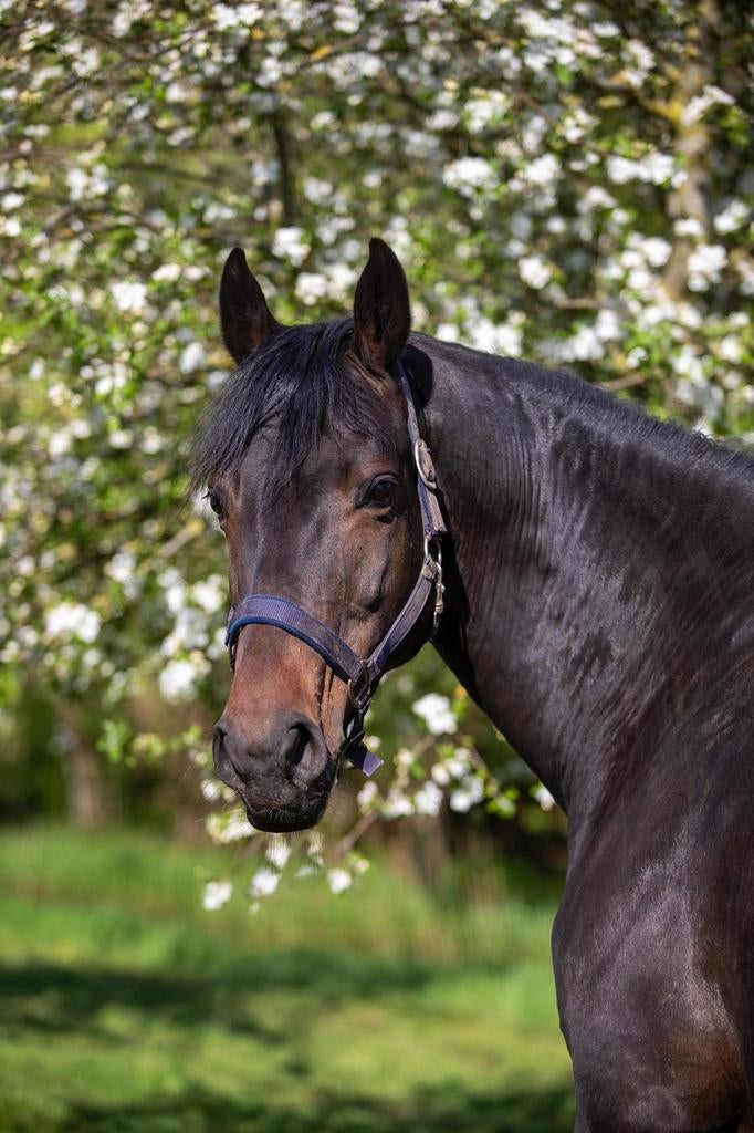 Mooie elite, ibop (dres) D-oc  fok merrie, Merrie