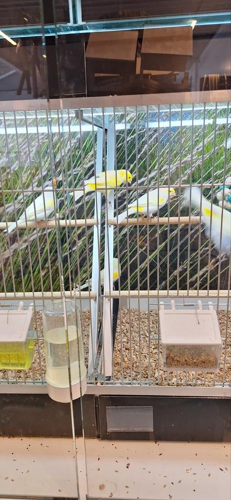 Kanarie geel of wildkleur, Meerdere dieren, Kleurkanarie