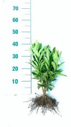 Laurier haag wortelgoed Prunus Caucasica Herbergii  Genoli, Ophalen, Laurier, Struik