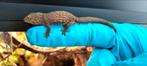 Eurydactylodes occidentalis (kameleon gekko), Hagedis, 0 tot 2 jaar