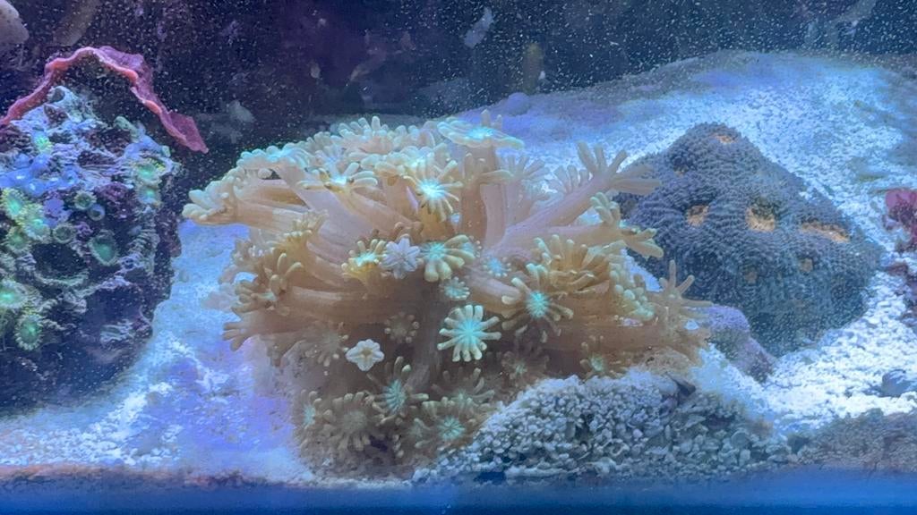 Groene alveopora - LPS koraal, Dieren en Toebehoren, Overige typen, Zoutwatervis