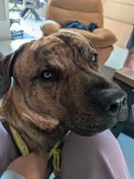 Cane corso 1 jaar , mijn grote liefde zoekt een nieuw huisje, 1 tot 2 jaar, Parvo, Eén hond, Nederland