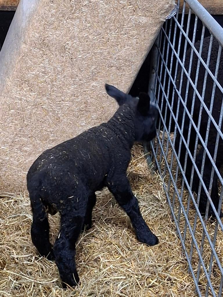 Fleslam/ leblam, Dieren en Toebehoren, Vrouwelijk, Schaap