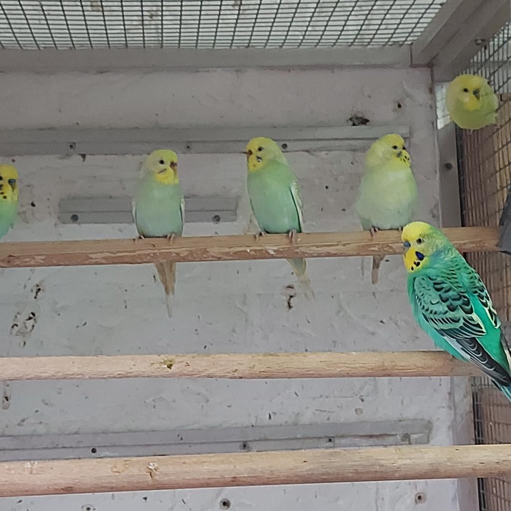 3 koppeltjes grasparkieten, Dieren en Toebehoren, Vogels | Parkieten en Papegaaien, Meerdere dieren, Parkiet