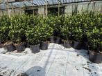 Euonymus japonicus 'Green Spire' groenblijvende haagplant, Tuin en Terras, Planten | Struiken en Hagen, Ophalen of Verzenden, Overige soorten