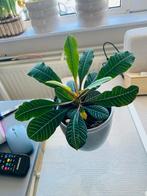 Jewel madagascar of euphorbia genoemd, Huis en Inrichting, Kamerplanten, Ophalen, Halfschaduw, In pot, Minder dan 100 cm