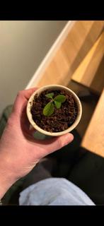 Madagascar Jewel (Euphorbia leuconeura) stekjes, Ophalen, Halfschaduw, Minder dan 100 cm