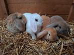 Jonge hangoor konijntjes, Dieren en Toebehoren, Konijnen, Meerdere dieren, Klein, Hangoor, 0 tot 2 jaar