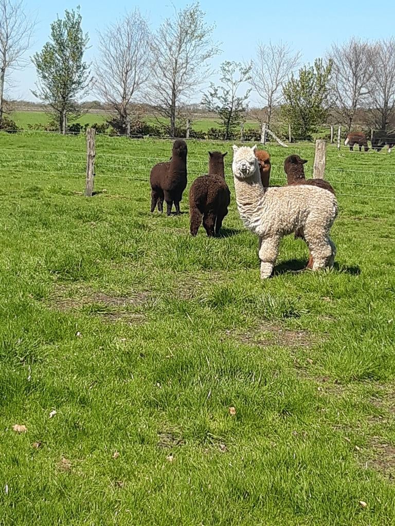 Te koop alpaca merrie veulens, Dieren en Toebehoren, Vrouwelijk, Schaap