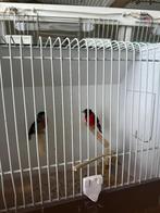 kapoetsen sijzen kapoetsen sijs, Dieren en Toebehoren, Meerdere dieren, Tropenvogel, Geringd