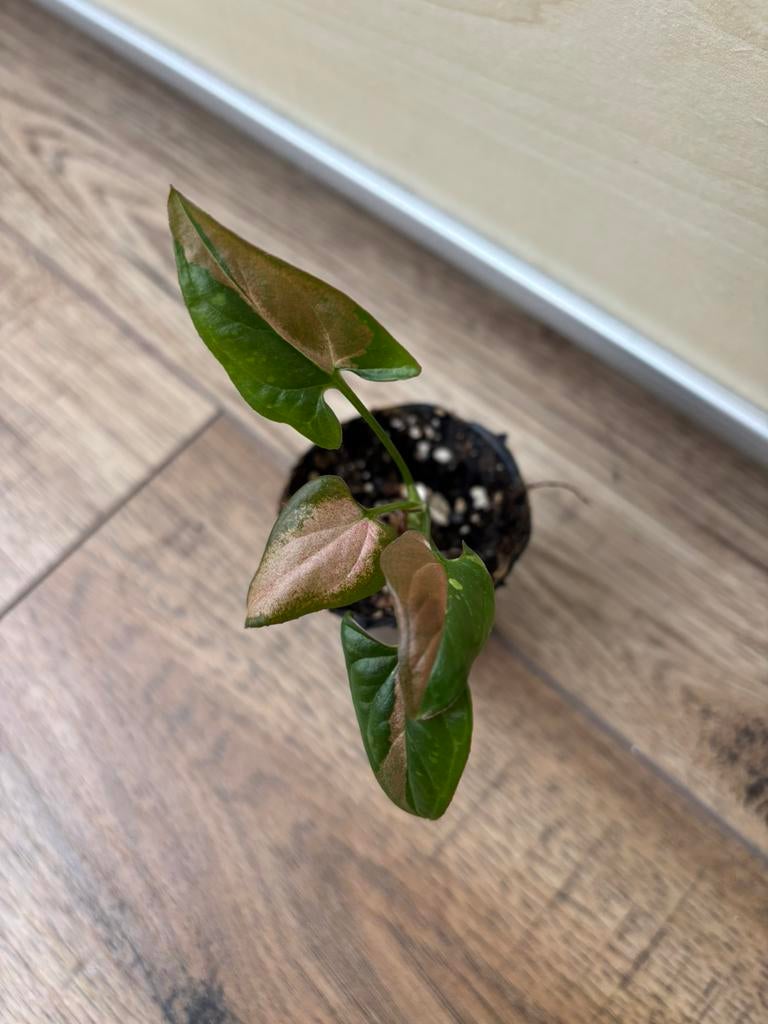 Syngonium red spot tricolor, Ophalen of Verzenden