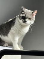 Prachtige Brits Korthaar poes – 2,5 jaar – lief karakter, Dieren en Toebehoren, Katten en Kittens | Overige Katten, Poes