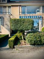 Japanse hulst (Ilex crenata) op stam, vol & perfect, 180 cm, Vaste plant, Bloeit niet, Halfschaduw, Ophalen