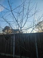 Kersenboom - gratis ophalen, Tuin en Terras, Ophalen, 250 tot 400 cm, Appelboom, Zomer