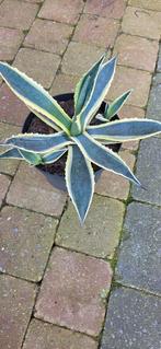 Bonte Agave Americana Variegata met scheuten, Tuin en Terras, Ophalen, Bloeit niet, Overige soorten, Volle zon