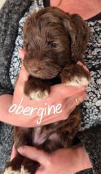 Australuan labradoodle pups, Dieren en Toebehoren, 8 tot 15 weken, Parvo, Meerdere dieren, Eén hond