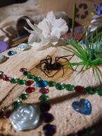 Opgezette kelder spin, Ophalen of Verzenden, Zo goed als nieuw, Vogel, Opgezet dier