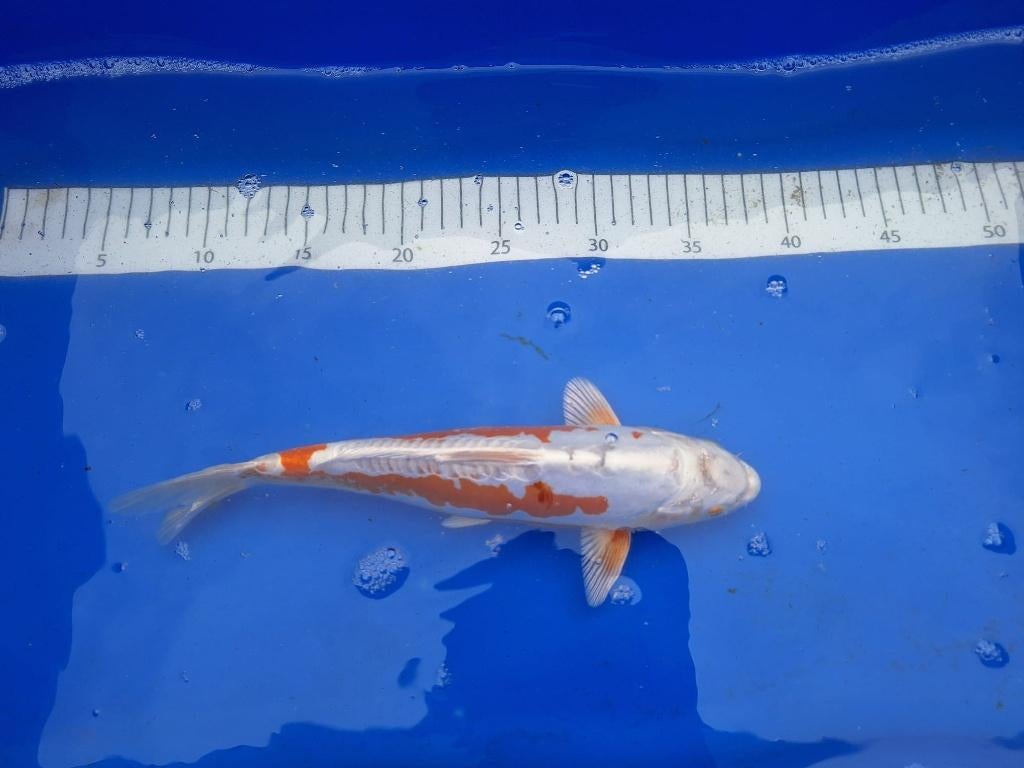 ER ZIJN WEER MOOIE NIEUWE KOI € 35,00 ps, Karper of Koi