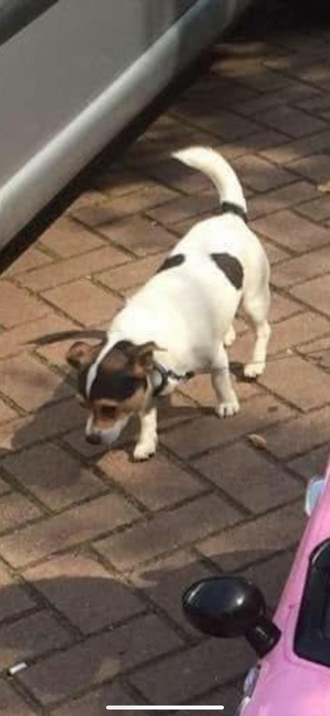 Mini jackrussel dekreu, Dieren en Toebehoren, Honden | Dekreuen, Reu, Particulier, Eén hond, Nederland, 6 jaar of ouder, CDV (hondenziekte)