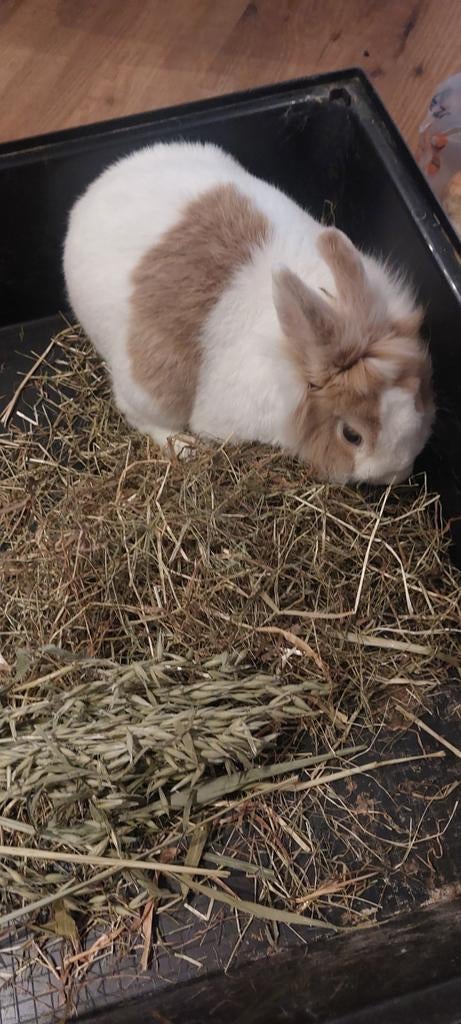 Gratis konijntje, Dieren en Toebehoren, Mannelijk, Klein