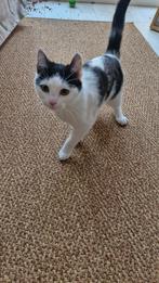 Lieve kitten te koop, Poes, Kortharig, 0 tot 2 jaar
