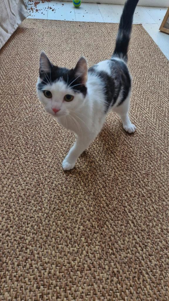 Lieve kitten te koop, Dieren en Toebehoren, Katten en Kittens | Overige Katten, Kortharig, Poes, 0 tot 2 jaar