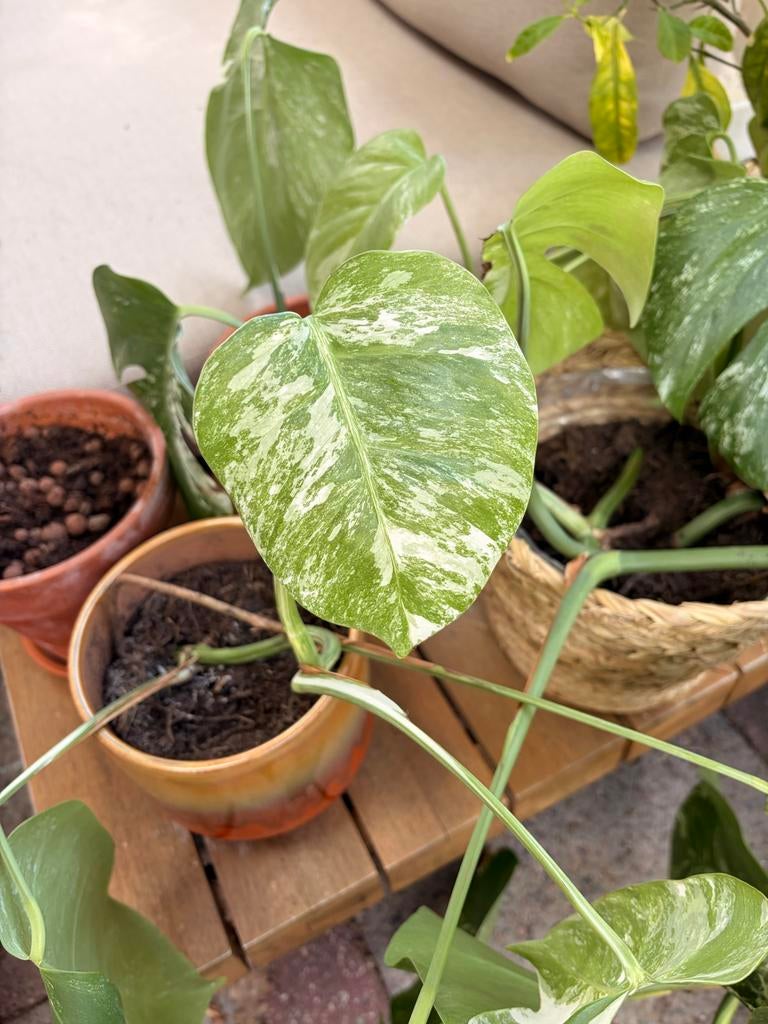 Gewortelde Monstera Variegata stekken, Huis en Inrichting, Kamerplanten, Ophalen, Halfschaduw, Minder dan 100 cm