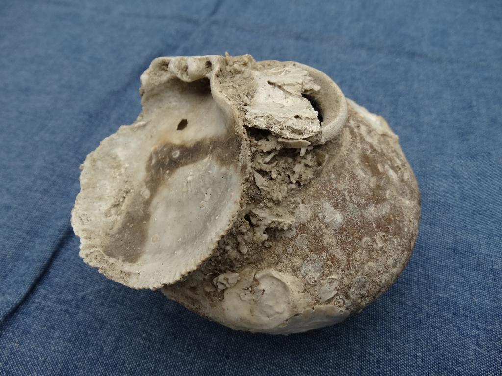 China, Chinees scheepswrak potje met schelpen, Ophalen