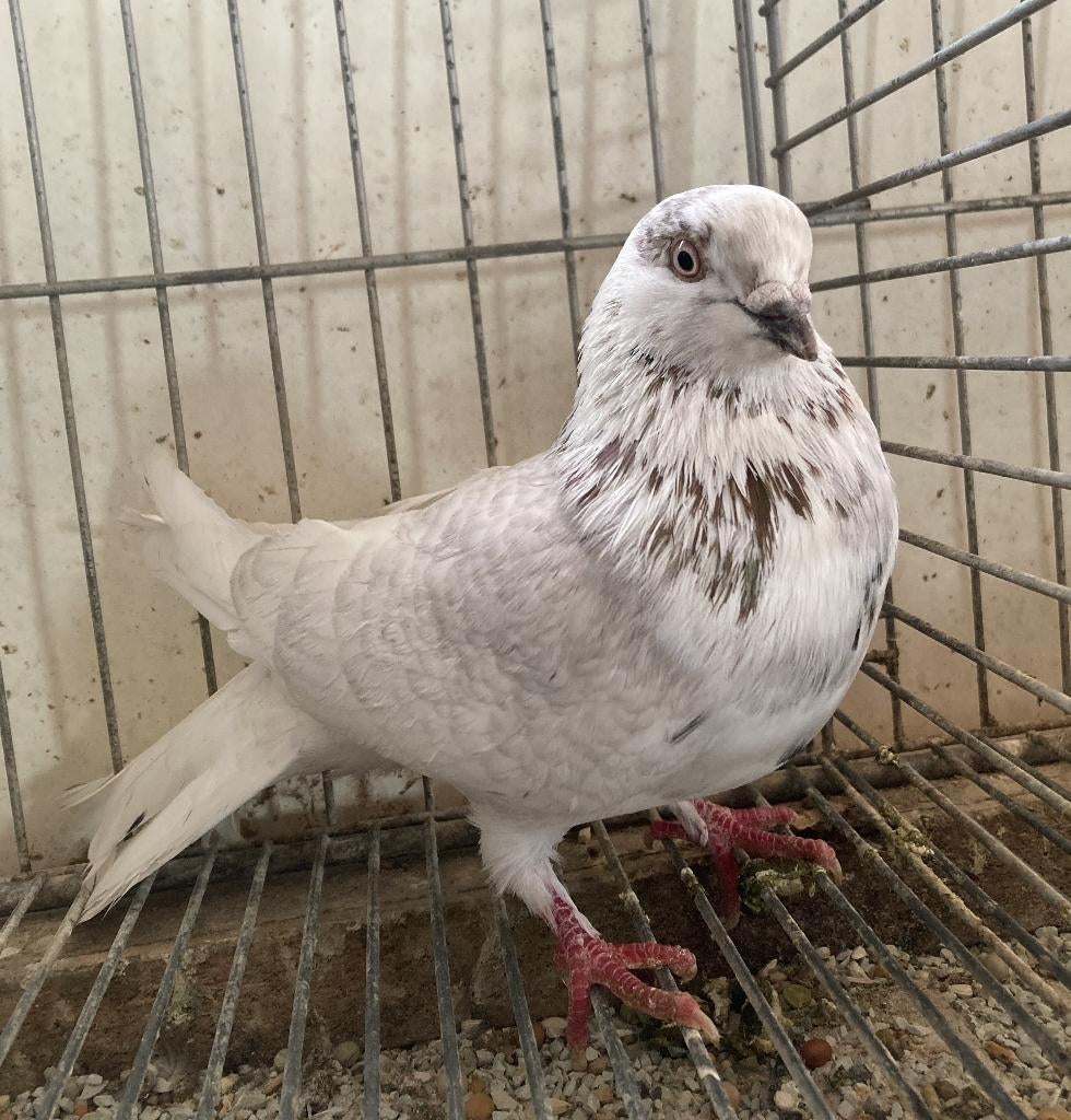 Hoogvlieger - reduced faded rood - Sierduiven - tuimelaar, Dieren en Toebehoren, Mannelijk, Overige soorten