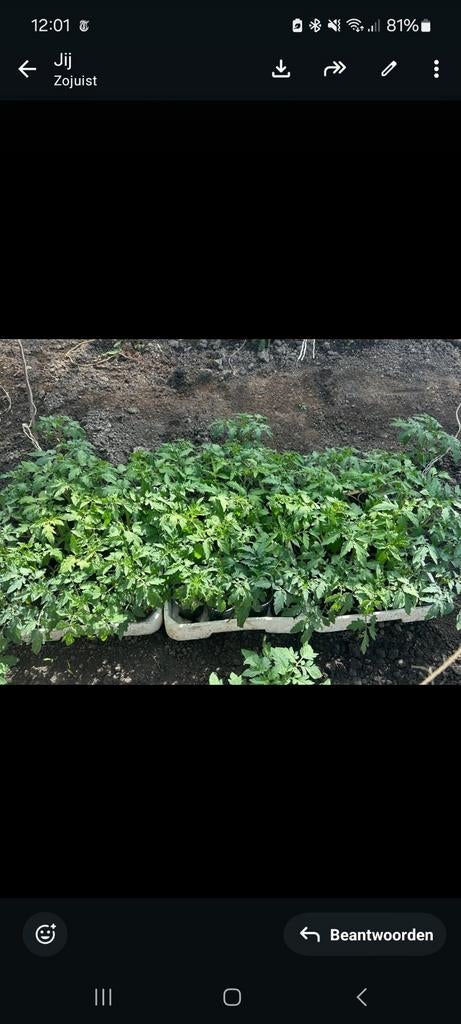Verse Tomatenplantjes - Kweek je eigen tomaten!, Tuin en Terras, Planten | Tuinplanten, Ophalen, Volle zon, Groenteplanten, Eenjarig