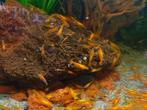Oranje Neocaridina Garnalen, Dieren en Toebehoren, Vissen | Aquariumvissen, Kreeft, Krab of Garnaal, Zoetwatervis, Schoolvis