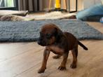 Rhodesian Ridgeback pups met stamboom, Dieren en Toebehoren, Rabiës (hondsdolheid), Overige rassen, 8 tot 15 weken, Meerdere
