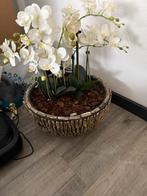 Orchidee in Schelpen Pot, Overige soorten, In pot, Minder dan 100 cm, Bloeiende kamerplant